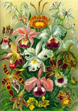 Puzzle Imagination - Ernst Haeckel Orchidea (Good Loot)